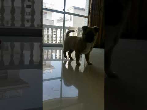 Cute puppy dog Luke plays. The link of dog food in this video is in the description below#shorts