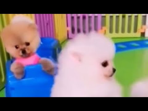 TikTok Cute Puppy | pme089 | Funny and Cute Pomeranian | TinaCute