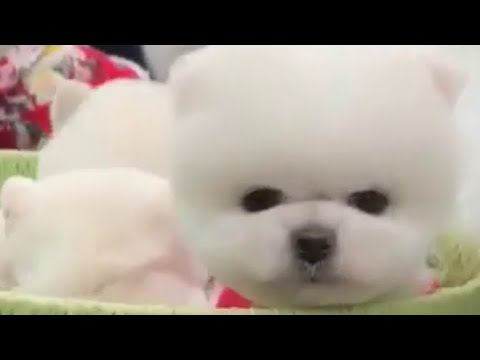 Funny and Cute Pomeranian | Cute puppy on tiktok | tiktok cute puppies. Pom22