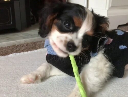 Cute Puppy 1st month Compilation - Cavalier King Charles Spaniel