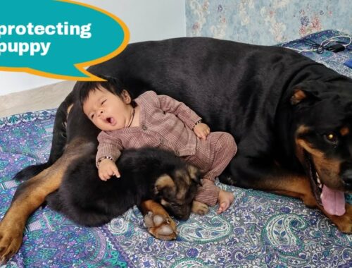 Rottweiler protecting puppy ||Jerry is very excited part 2||cute puppy.