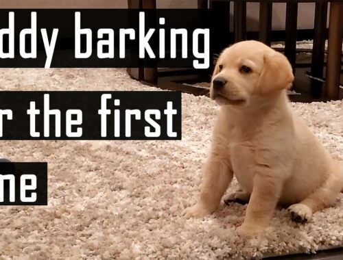 Labrador Puppy Barking for the First Time | Compilation (Super Cute Video)