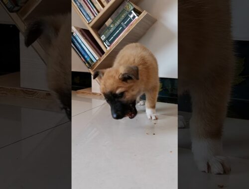 Cute puppy dog eats a bone. The link of dog food in this video is in the description below#shorts