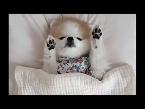 Cute Puppy | DaisyCute