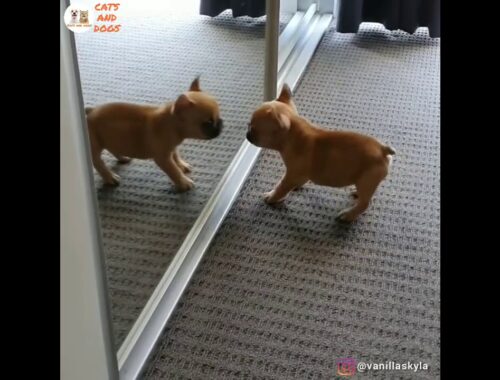 Cute Puppy Wants To Play When He Sees Himself In The Mirror :)