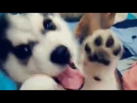 Cute Puppy - Husky playing with balloons