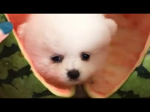 TikTok Cute Puppy | pme096 | Funny and Cute Pomeranian | TinaCute