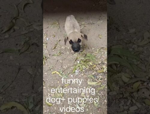 cute puppy video/dog video/ pet video cute reactions