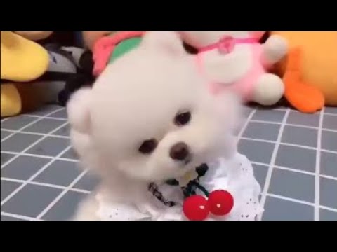 TikTok Cute Puppy | pme110 | Funny and Cute Pomeranian | TinaCute