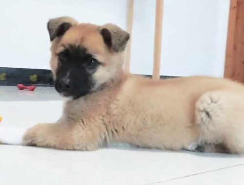 How crazy will a cute puppy be when he meets a red ball? Very funny at the end of the video!