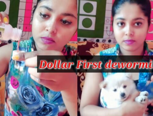 #puppycare || Dollar first Deworming || cute puppy ever #Mypetsinfo
