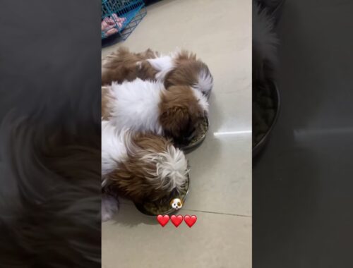 Puppy feeding time, puppy eating , cute puppy eating, cute puppy enjoying, cute puppy videos 2021