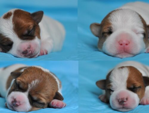 Puppies 10 days. Jack Russell Terrier puppies / Cute cute puppies / Cute puppy / Cute dog