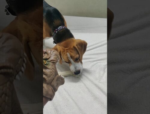 Beagle afraid of Dinosaur??||Cute beagle reaction||cute puppy video||Cyrus the Beagle