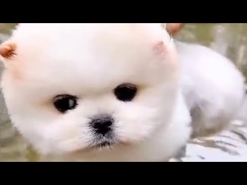 Cute Puppy TikTok | DaisyCute