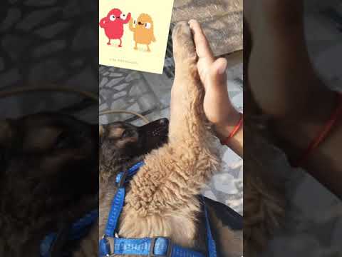 Cute puppy Hachi doing Hi-Fi to his best friend | cutest video ever | HImalayan Mastiff | bhotiya |