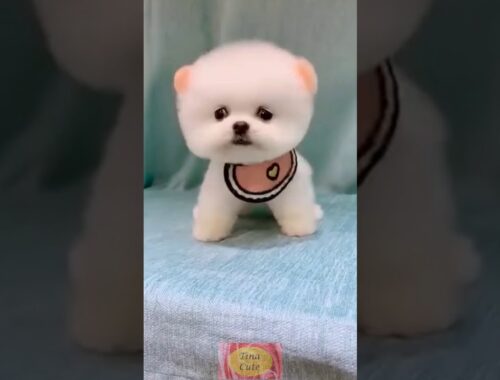 TikTok Cute Puppy | pme001 | Cute Puppy Tiktok | Puppy Tiktok Videos | Cute Tiktok Pets | TinaCute