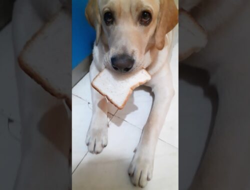 Cute Puppy eating Bread #shorts #puppy #youtubeshorts