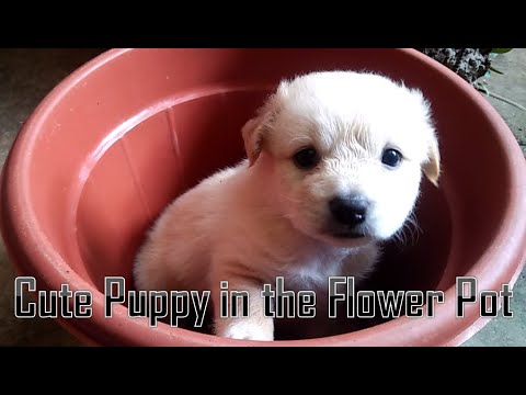 Cute Puppy in the Flower Pot