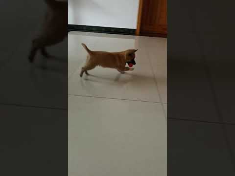 Cute puppy dog Luke playing. Brand of dog food I feed my puppy is in the description below#shorts