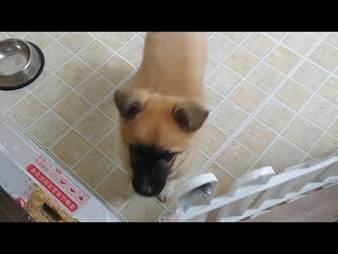 cute puppy dog live streaming