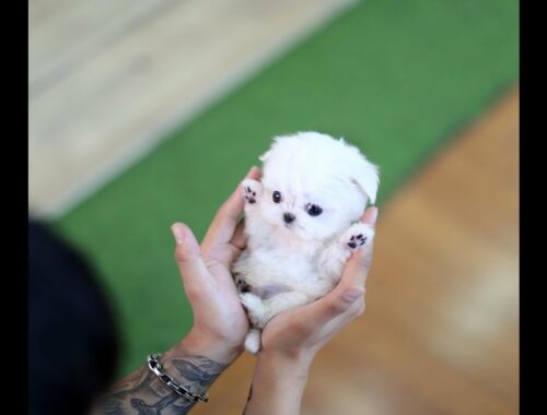 Cute puppy video, Tiffany puppies Maltese Princess