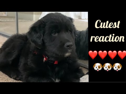 Cute puppy reaction on different dog barking sound||funny dog video#shorts