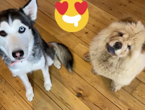 Husky Puppy Adorable Reunion With The Cutest Chow Chow Puppies!! [CUTEST REACTION!]