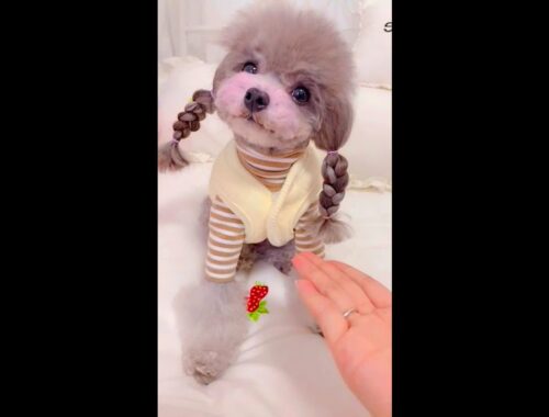 Cute and Funny pets | Heal |  Relax | Release yourself by these Cute puppy  # 42  | #shorts