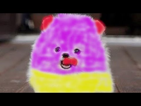 Funny and Cute Pomeranian | Cute Puppy Tiktok | Tiktok Cute Puppies Pom24