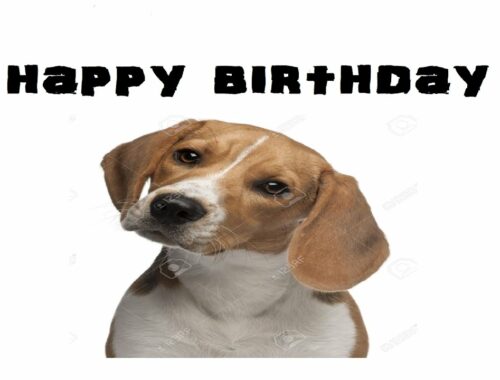 Very Cute Puppy Dog -   Happy Birthday Greeting Card