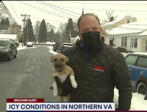 Adorable puppy crashes reporter's weather report on live TV! | FOX 5 DC