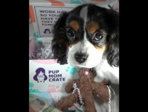 Cute Puppy Helps Unbox Pup Mom Crate - The FANily #Shorts