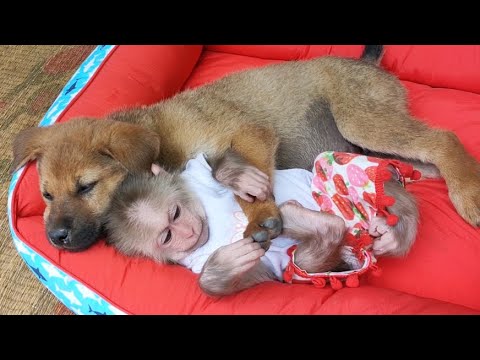Cute Puppy Videos || Baby monkey and puppy play and sleep together