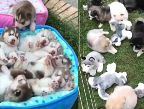 Funny Puppies And Cute Puppy Videos Compilation 2021 [BEST OF]