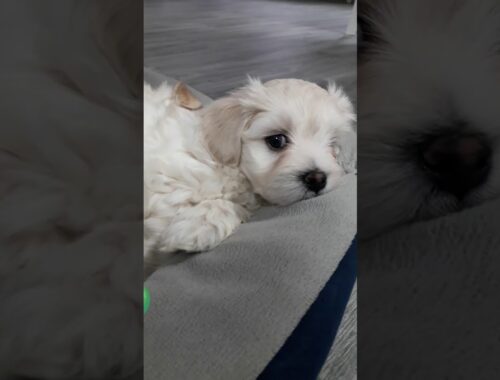 Maltese bichon,cute puppy.