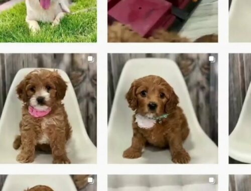 Beware buying that cute puppy online with P2P payment apps