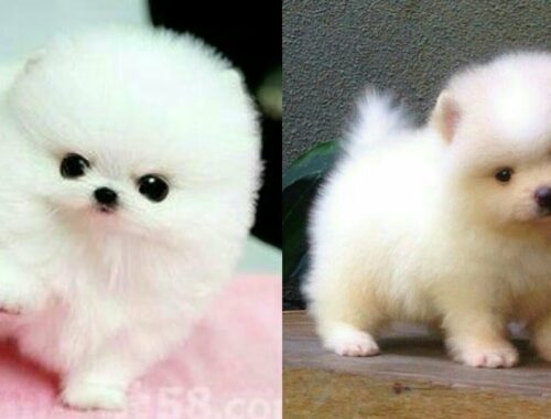 Puppy Dp|#Cute Baby Dogs| Cute#White Puppies| Cute Puppy Dogs| Cute#Puppy| Cute #Pomeranian#Puppies