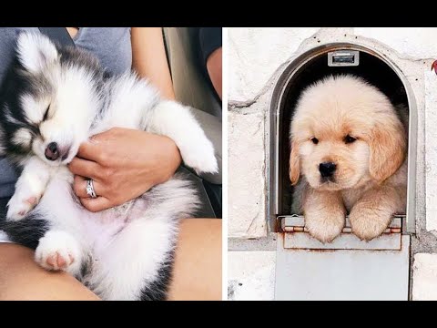 Funny puppies and super cute puppy Videos Compilation part #33