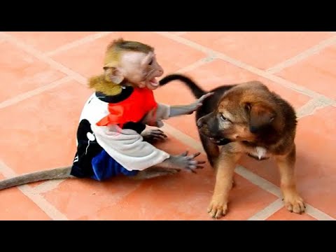 Cute monkey VS cute Puppy,What will happen after play together?