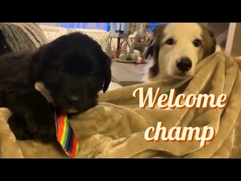 My dog welcomes our new puppy||funny dog|| cute puppy