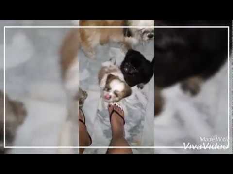 BABY ShihTzu Puppies  || Dog Hacks || Cute Puppy ||  | So playful