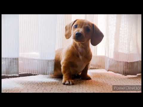 cute puppy video #shorts