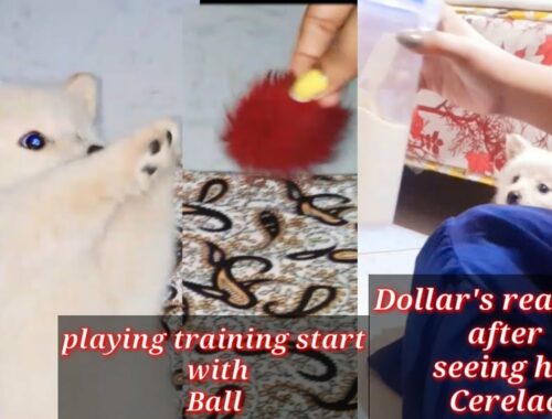 #puppy || playing training start || Dollar start playing with her ball #cutepuppy #Mypetsinfo