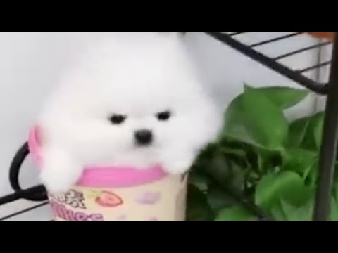 Cute Puppy TikTok| DaisyCute