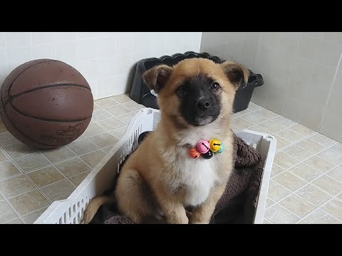 Cute puppy dog Luke is live streaming. Patreon.com/CuteLuke