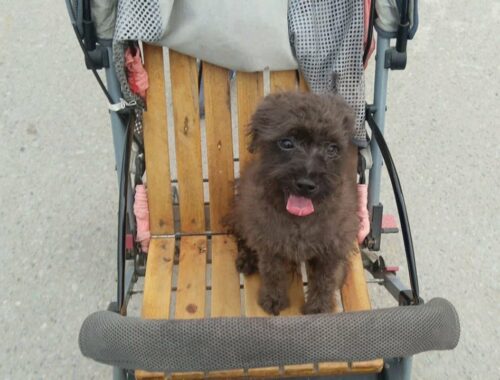 Cute Puppy Sits on the Stroller For the First Time