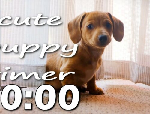 10 Minute Cute Puppy Timer With Alarm & Music.