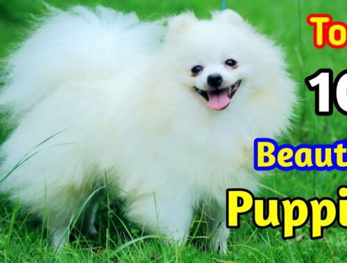Top 10 Cute Puppy Breeds