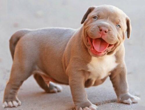 Top Cute American Bully and Pitbull - Funny American Bully puppies Compilation